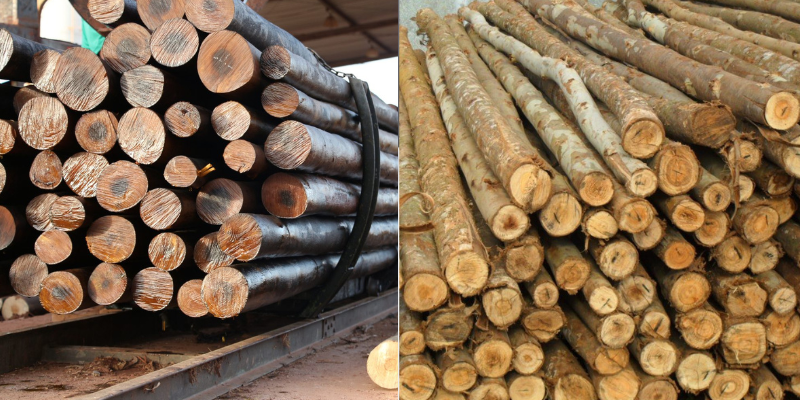 Qual é o tratamento da madeira de eucalipto