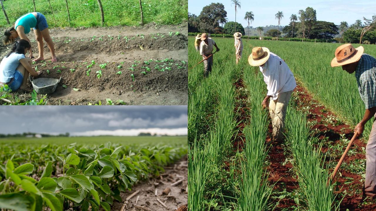 Técnicas de cultivo da roça