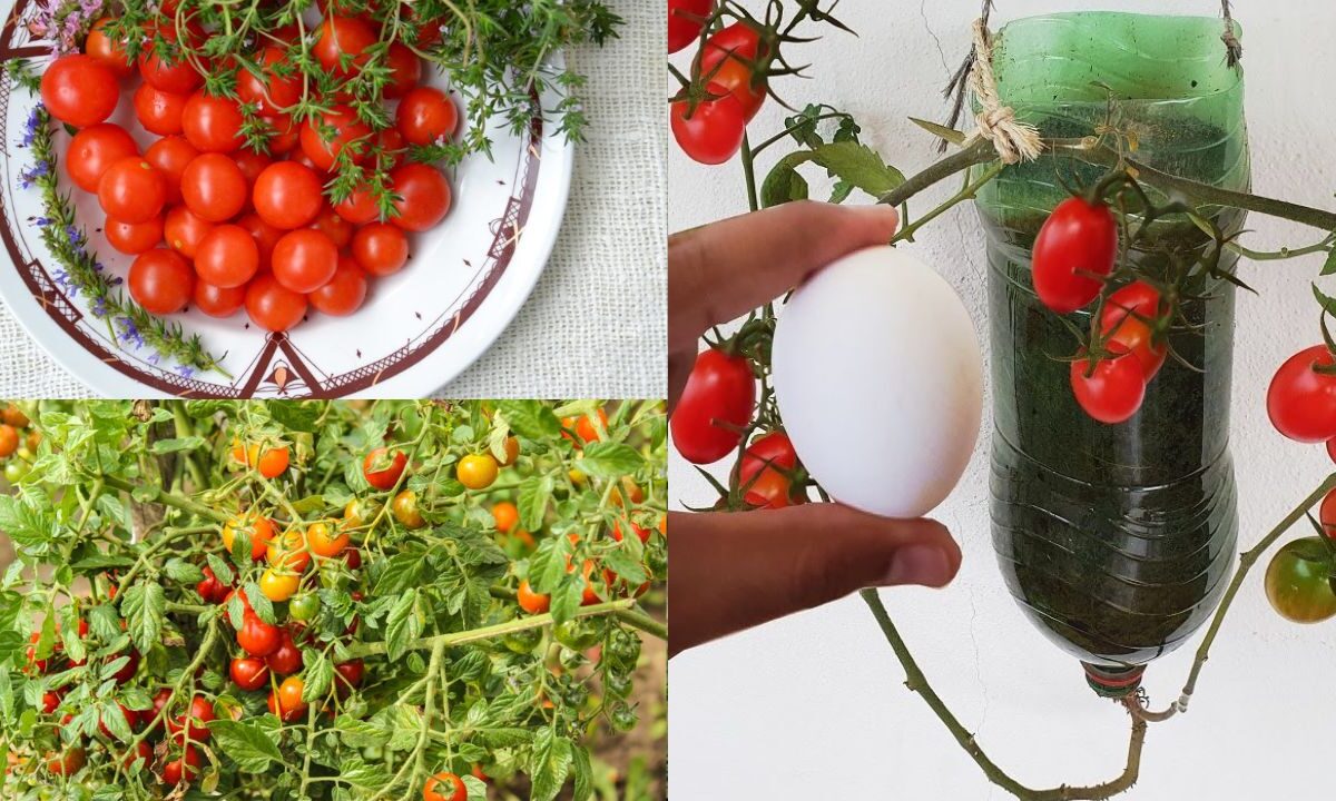 Vantagens de plantar tomate-cereja
