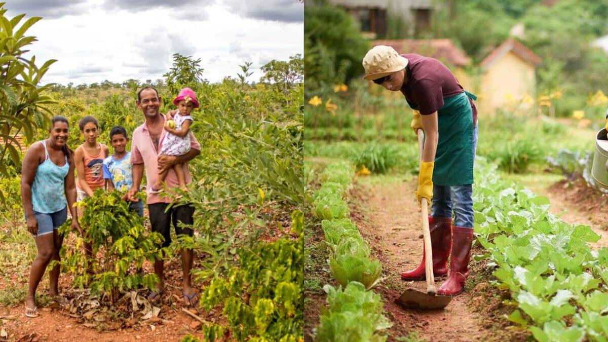 Vida na Fazenda