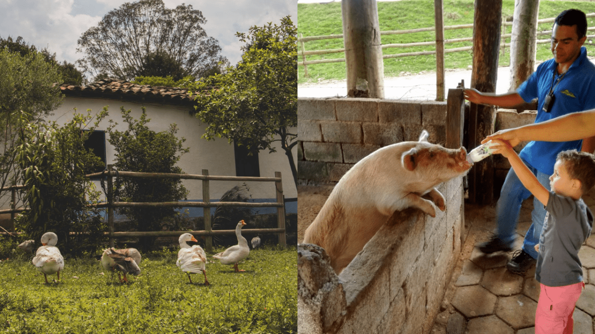 Vida na Roça