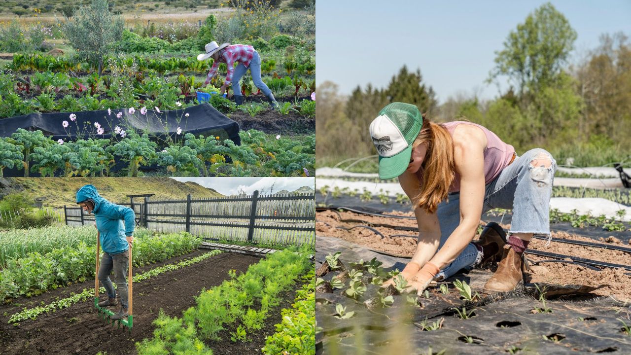 agricultura regenerativa