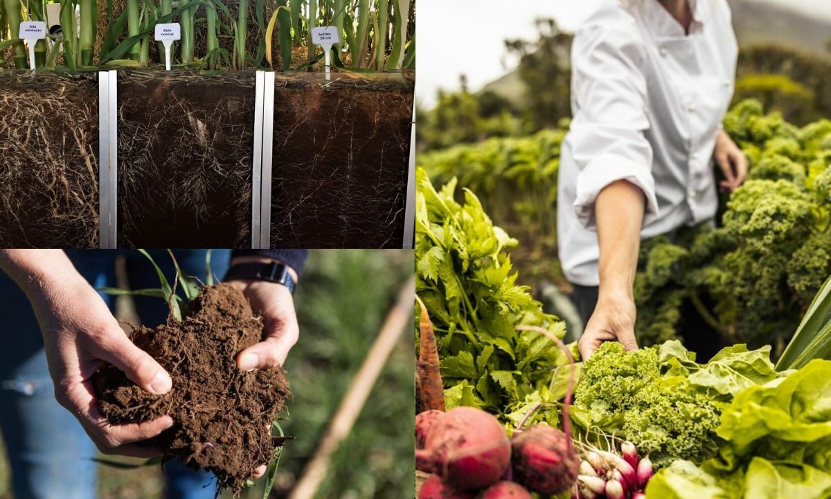 Agricultura Orgânica na Saúde do Solo