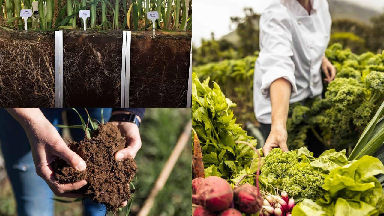 Agricultura Orgânica na Saúde do Solo
