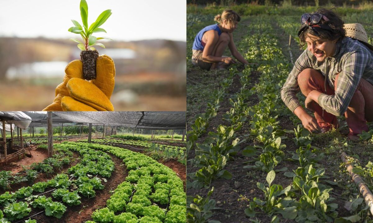 Benefício da agricultura orgânica para a saúde e o meio ambiente
