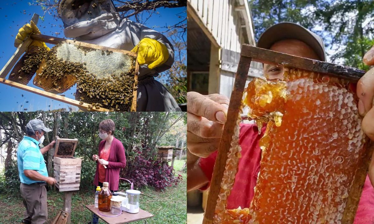 Benefícios da produção de mel na roça