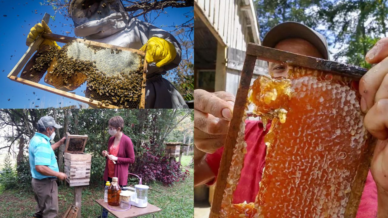 Benefícios da produção de mel na roça