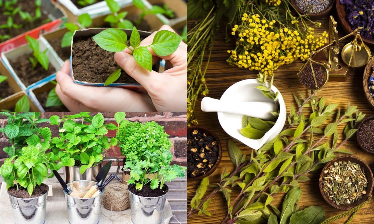 Benefícios do cultivo de plantas medicinais em casa