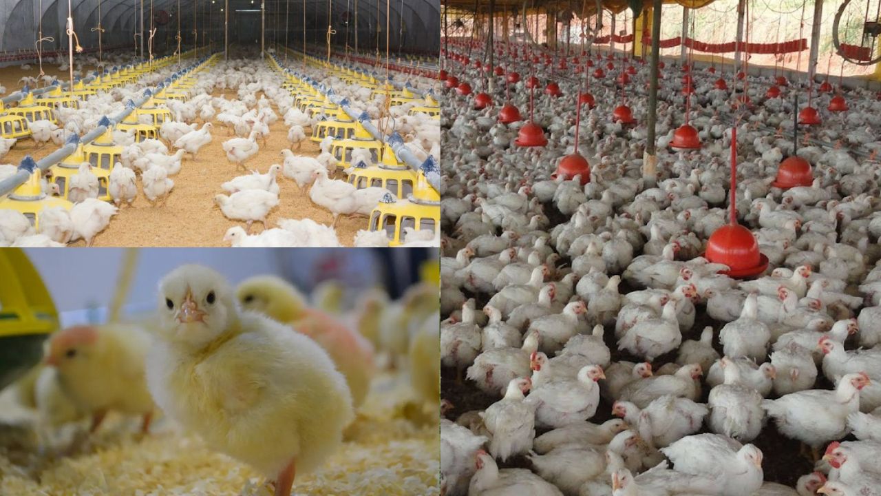 Clonagem de animais na avicultura