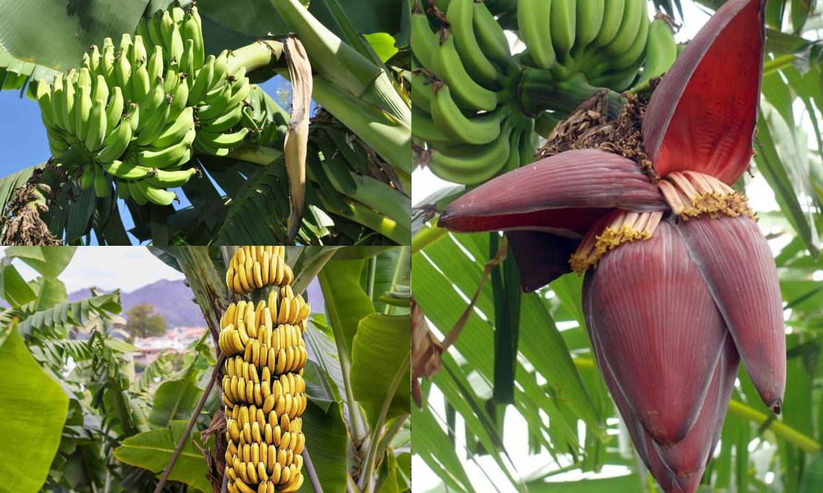 Como Cultivar Banana