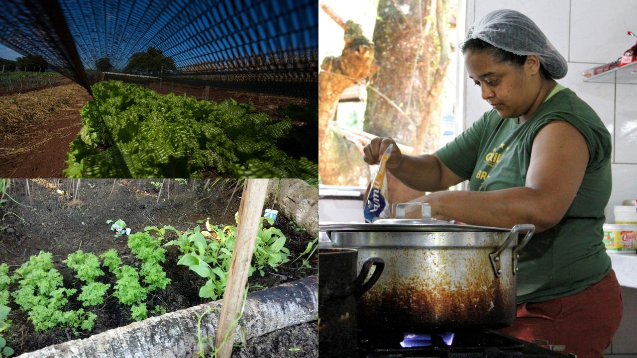 Como a roça pode contribuir para a alimentação saudável