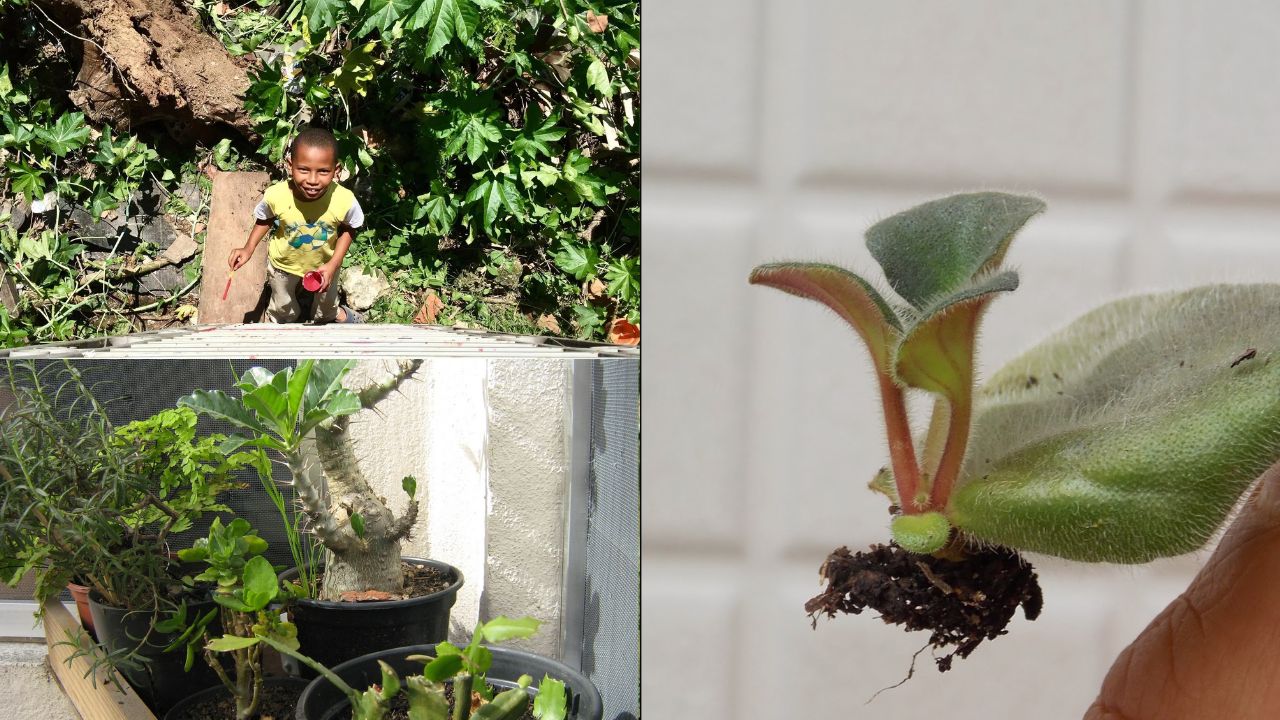 Como cuidar das plantas na roça