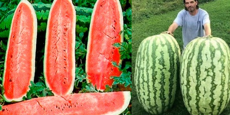 Conheça a melancia mais grande do mundo