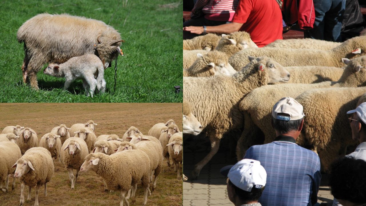 Criação de Ovelhas em Pequenas Propriedades