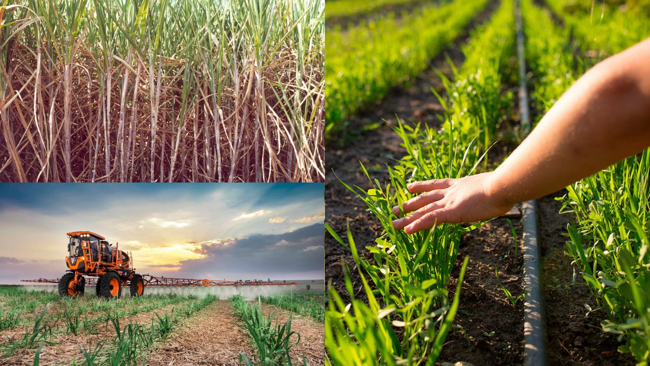 Cultura Da Cana De Açúcar Versátil E Sustentável Para A Agricultura