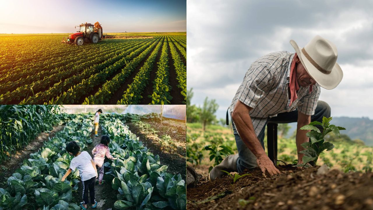 Importância da diversificação de culturas na agricultura