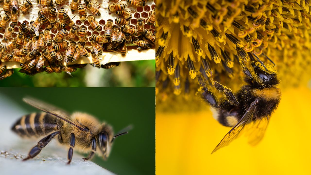 Importância das abelhas na vida rural