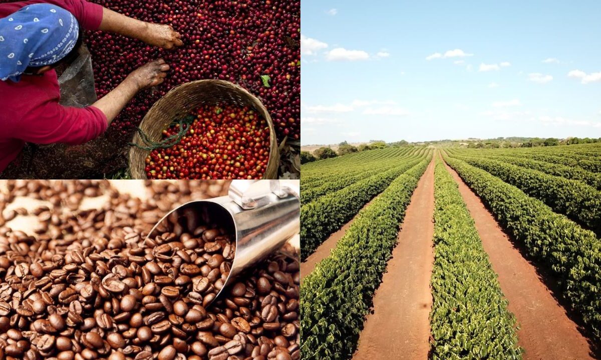 Importância do café na economia rural brasileira