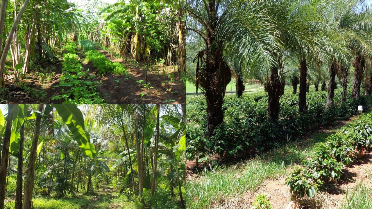 Sistemas agroflorestais na agricultura sustentável