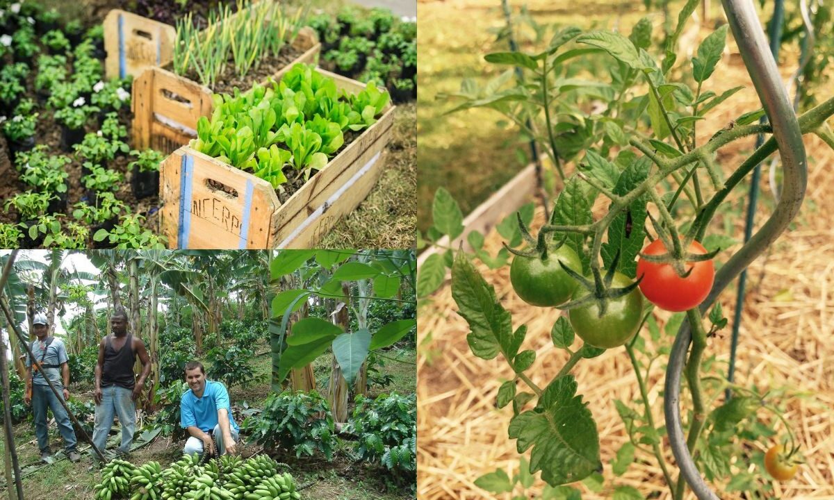 Técnicas de plantio e colheita
