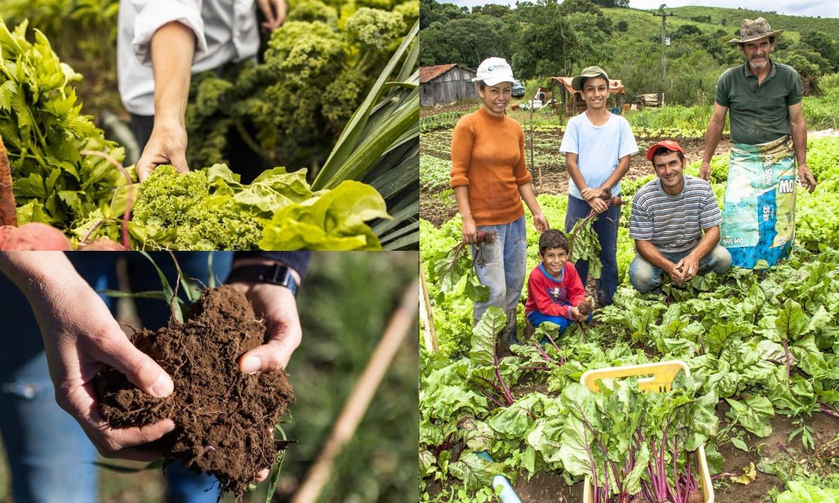 Import Ncia Da Agricultura Familiar Para O Desenvolvimento Rural