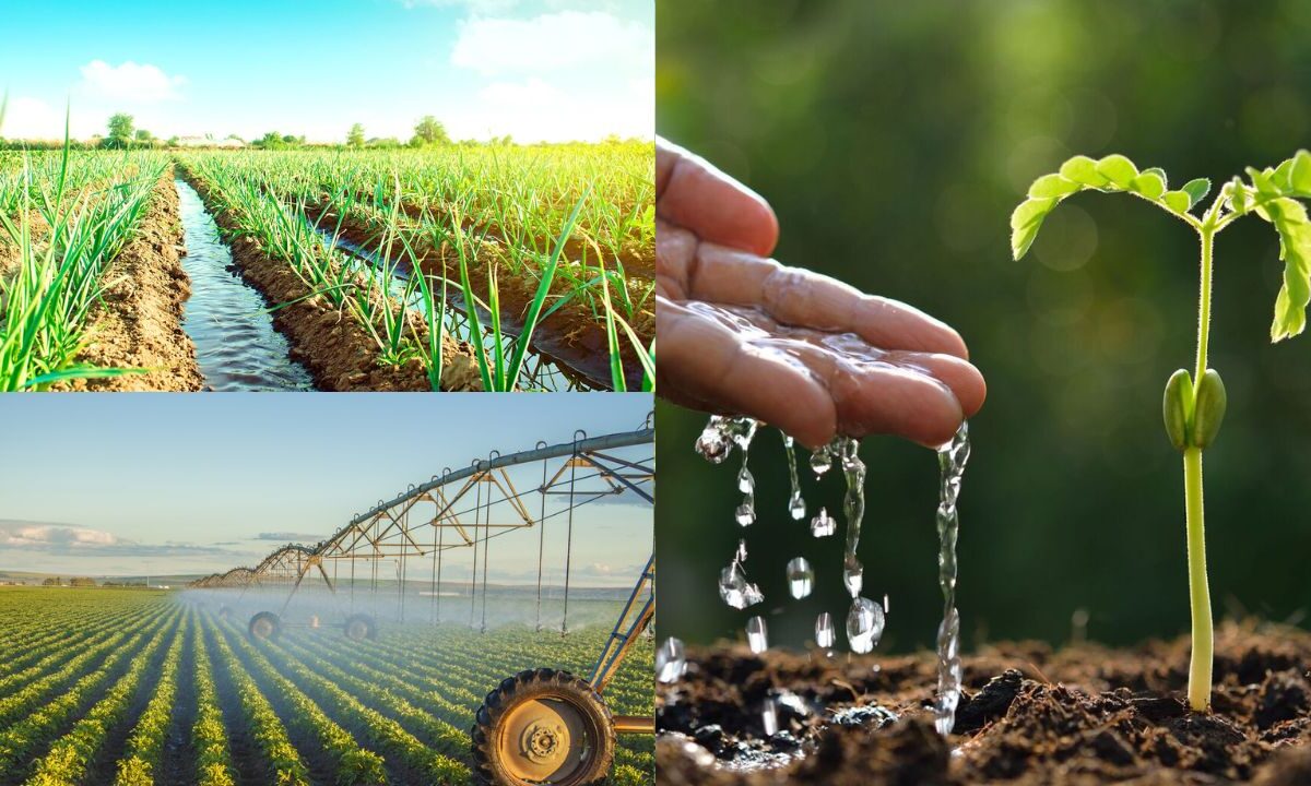 Importância da gestão da água na agricultura sustentável