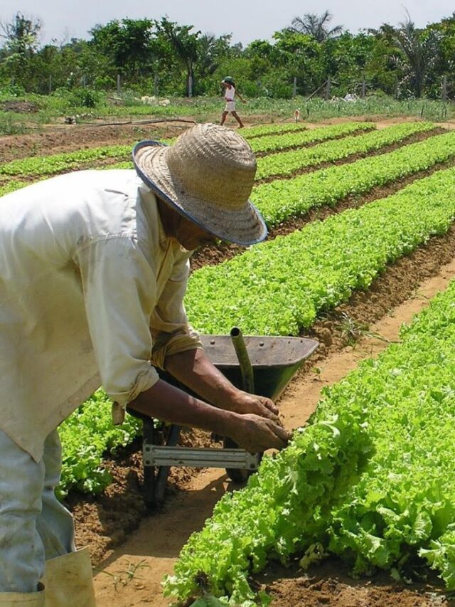 3 exemplos de negócios promissores no setor de agronegócios