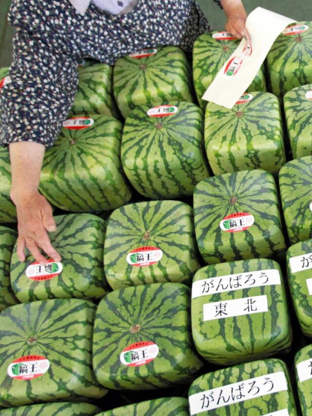 As famosas melancias quadradas do Japão (3)