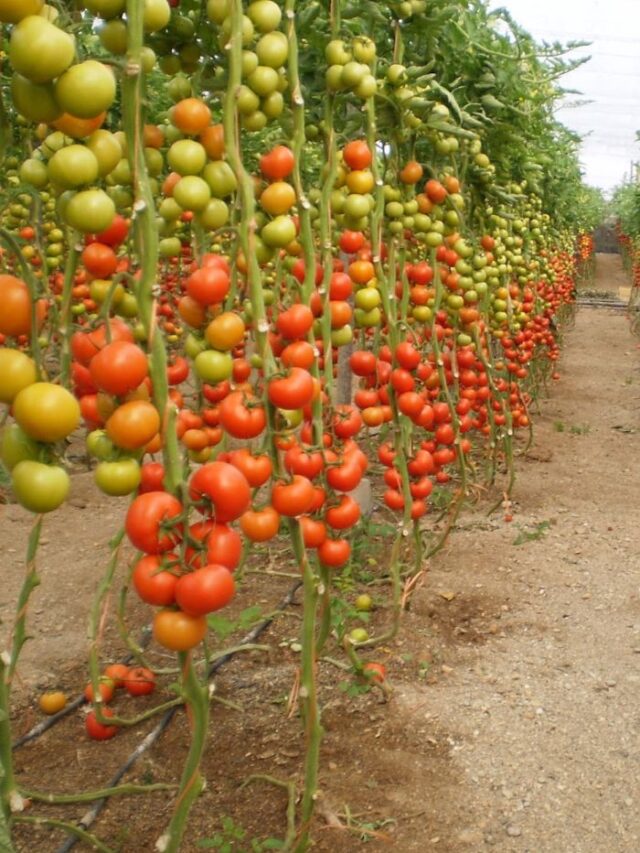 Fatos da Plantação de Tomates que Você Precisa Saber