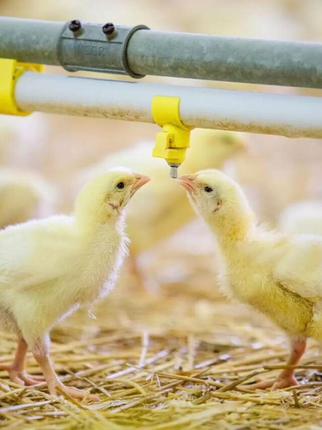 Prós da clonagem de animais na avicultura