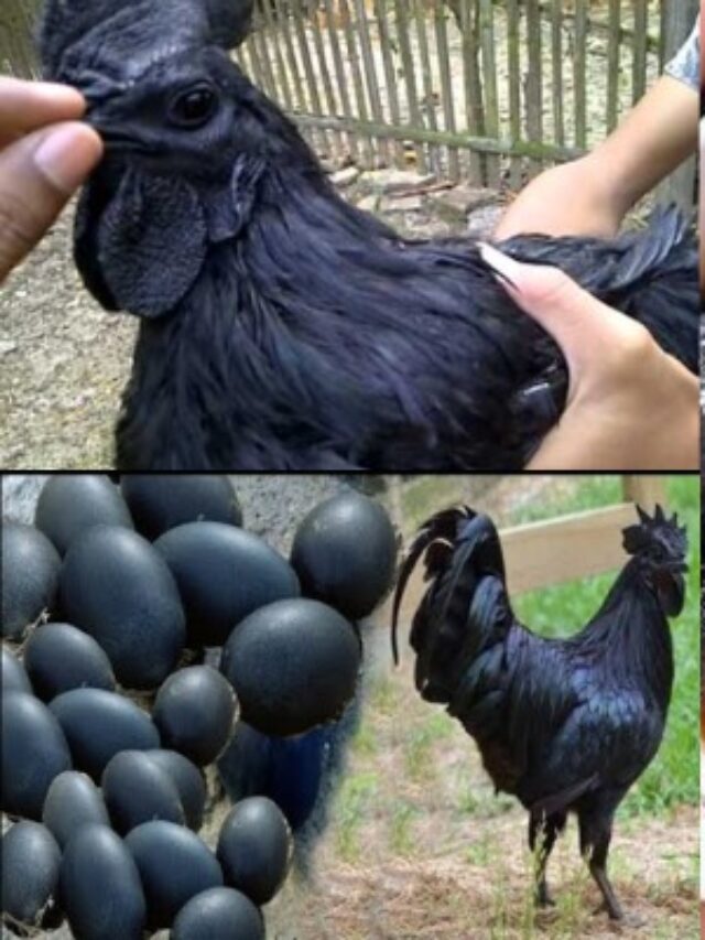 Galinha preta ayam cemani a mais rara do mundo