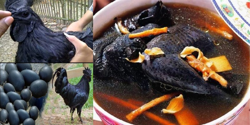 Galinha preta ayam cemani a mais rara do mundo