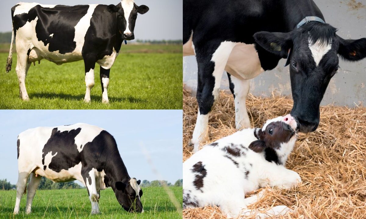 A melhor vaca leiteira