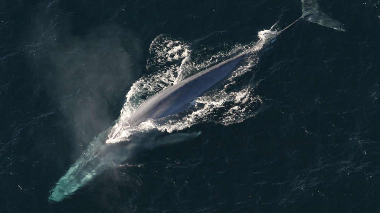 Baleia-azul-pigmeia