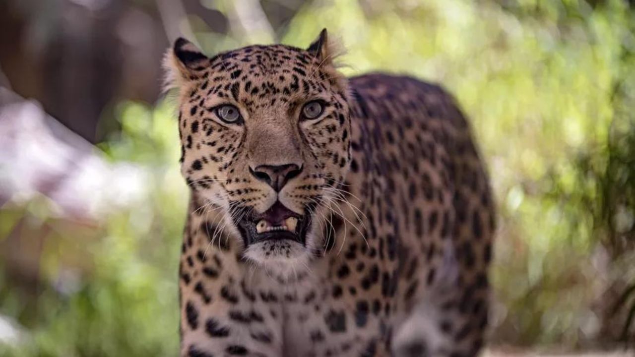 Leopardo-da-arábia Qual o animal mais raro da natureza