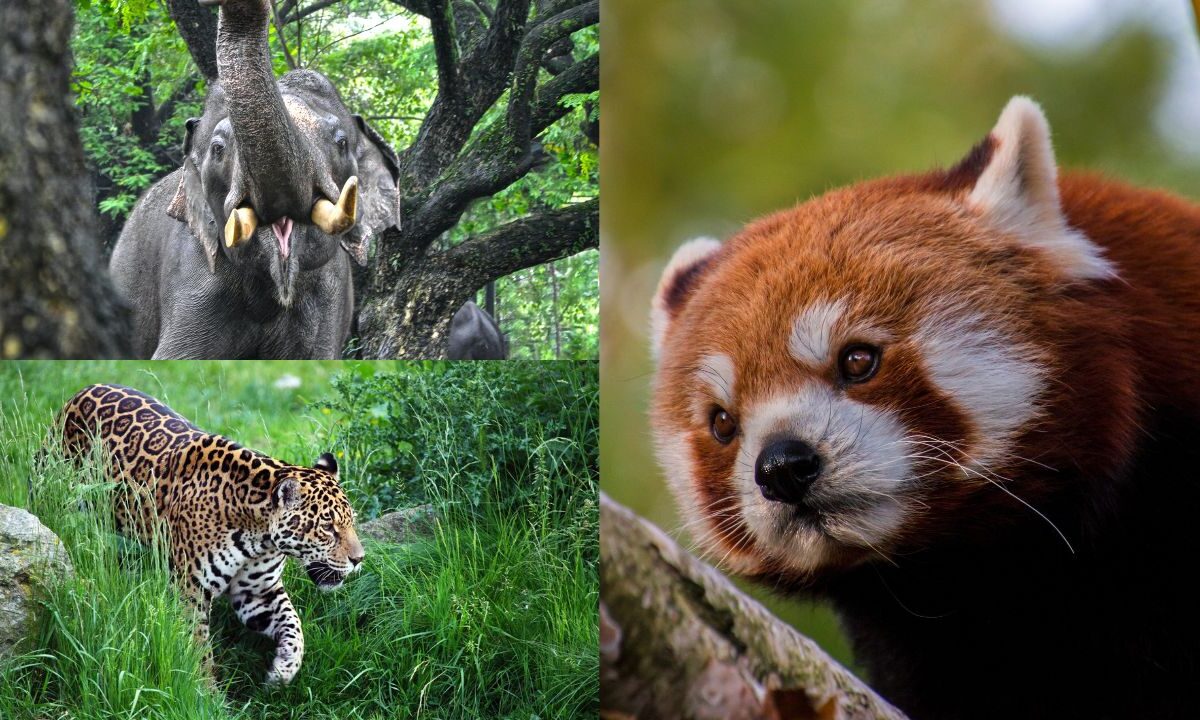 Quais são os animais em risco de extinção