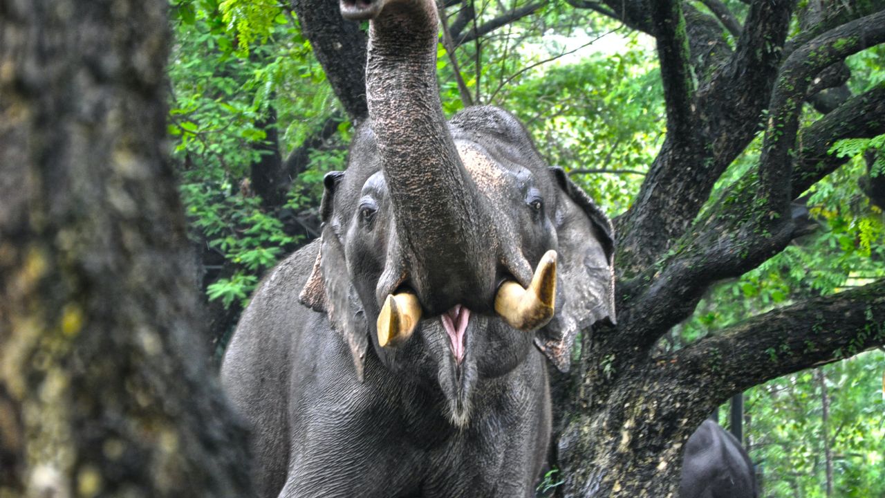 Quais são os animais em risco de extinção - Elefantes