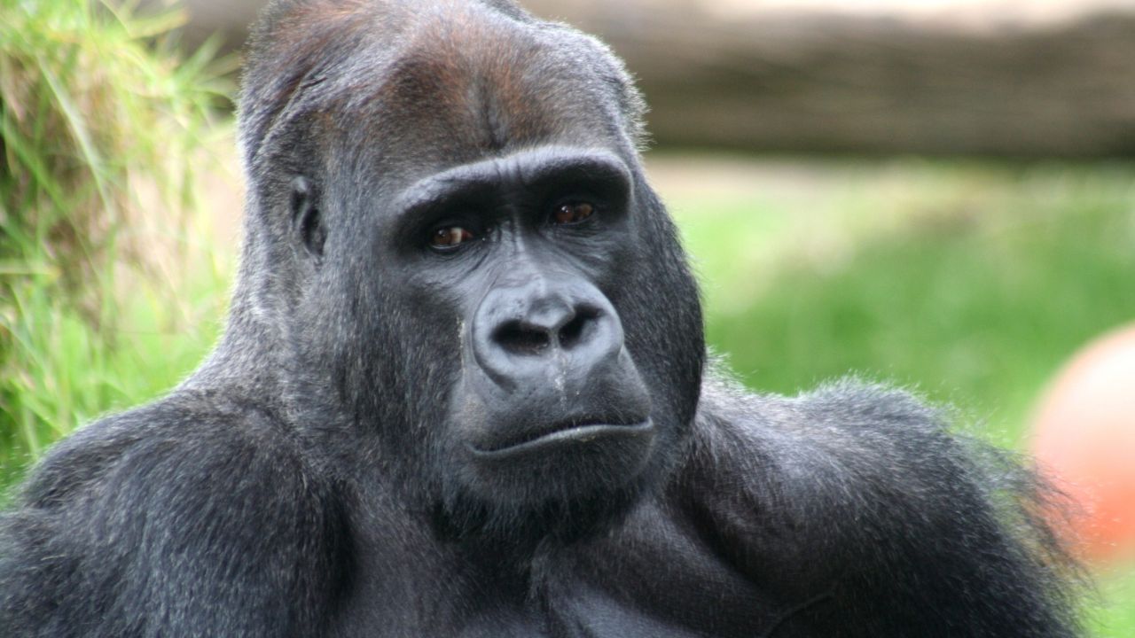 Quais são os animais em risco de extinção - Gorilas