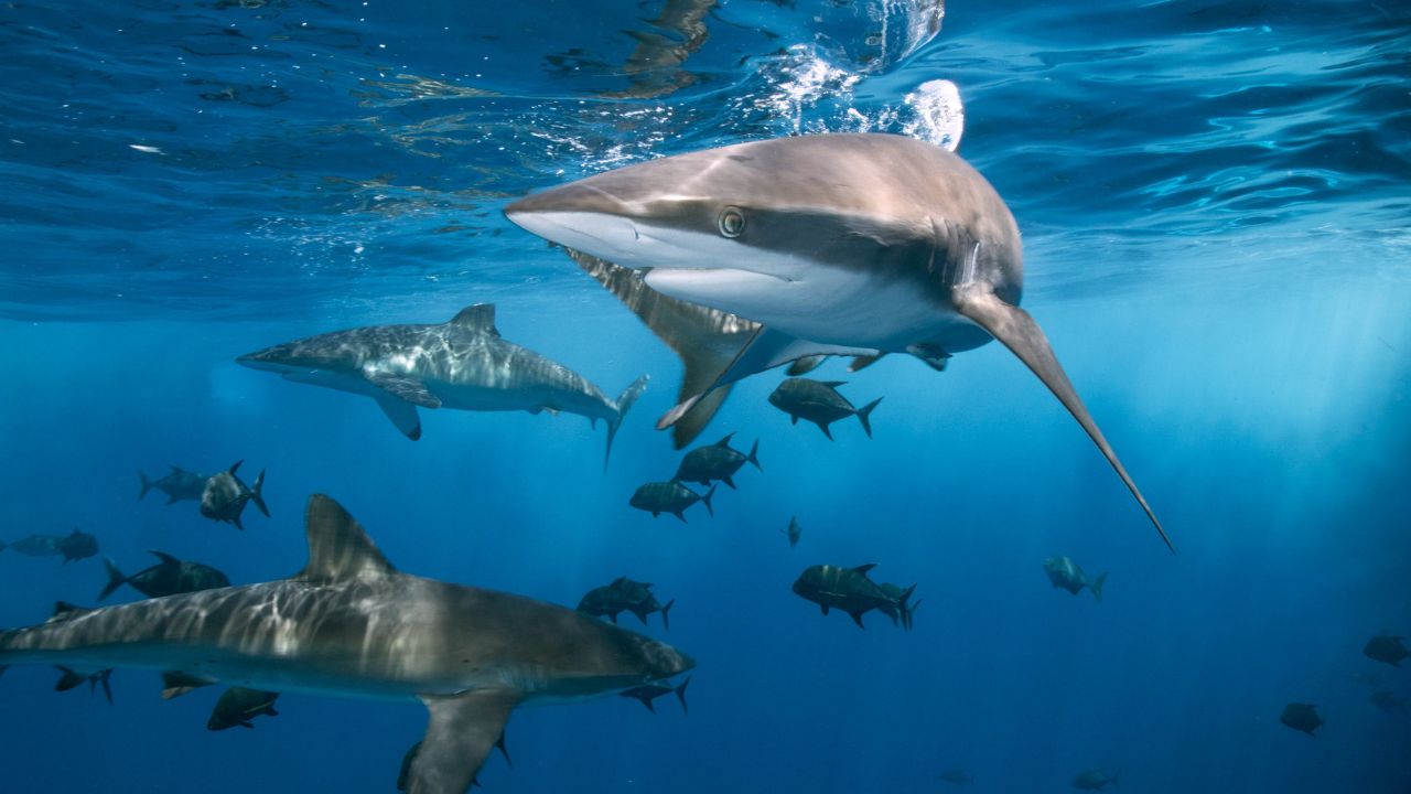 Quais são os animais em risco de extinção - Tubarões