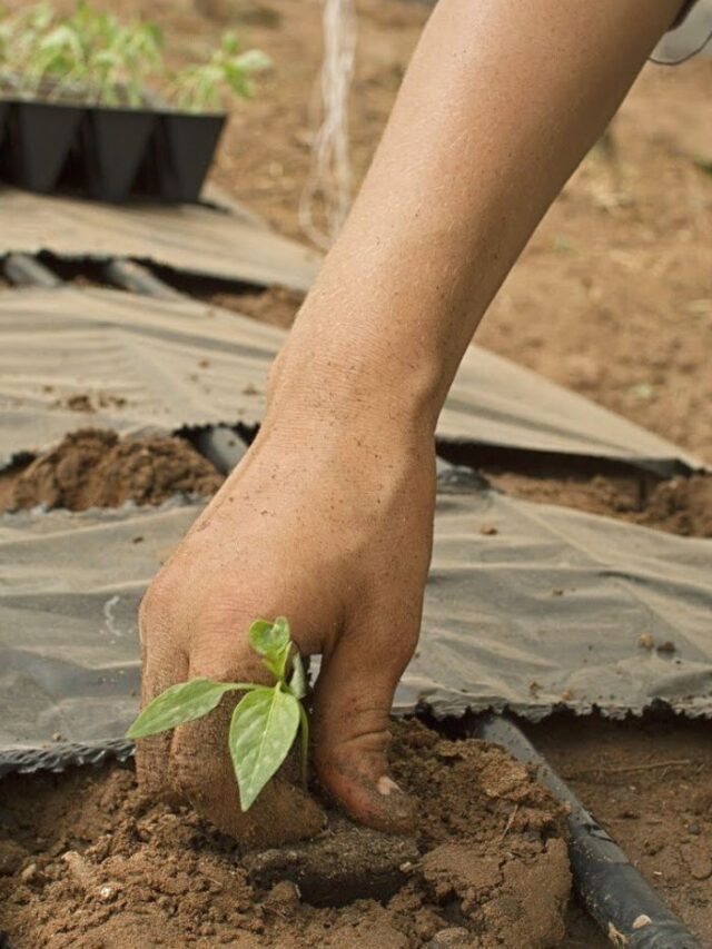 5 Áreas do Agronegócio que Estão Fazendo Milionários