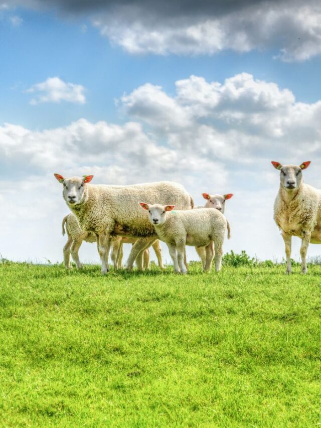 Pecuária de precisão e rastreabilidade de animais