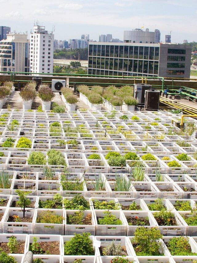 Segredos das hortas urbanas que estão transformando as cidades