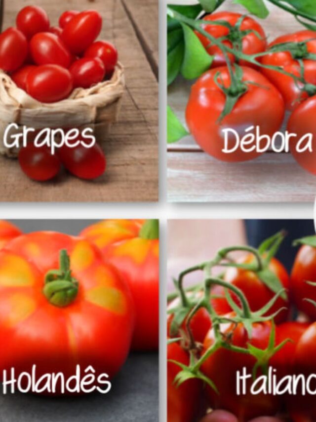 tipos de tomate vidros e telas