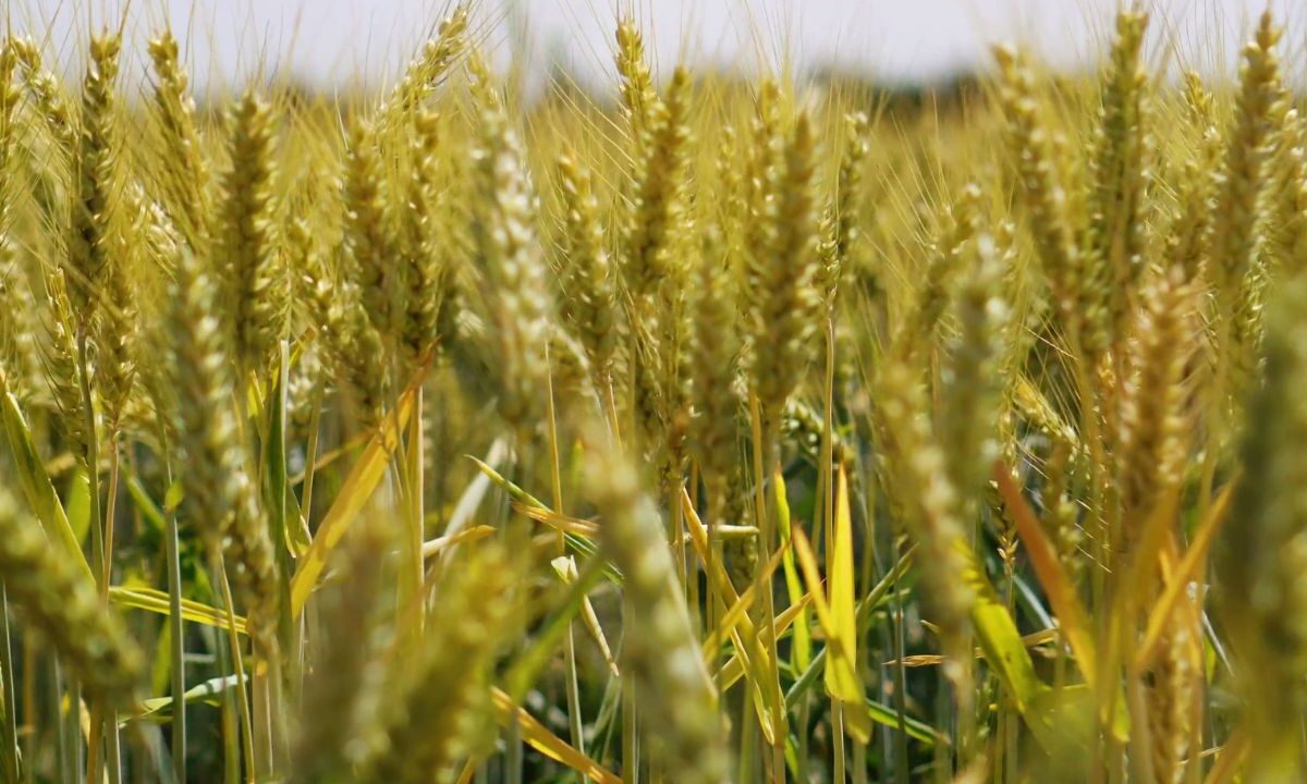 Agronegócio: Exportações tem alta surpreendente de 112% em Maio