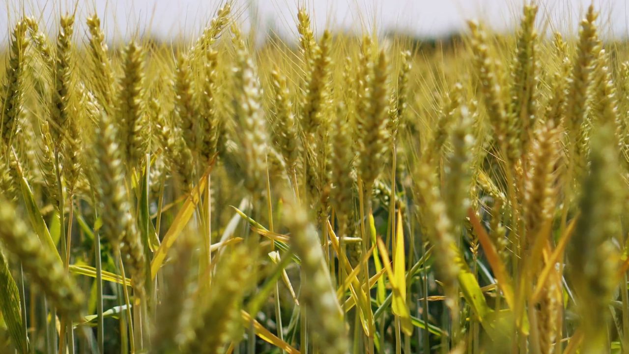 Agronegócio: Exportações tem alta surpreendente de 112% em Maio