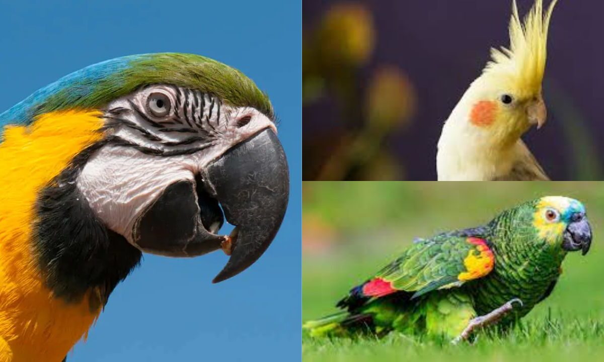 Aves Exóticas Permitidas no Brasil