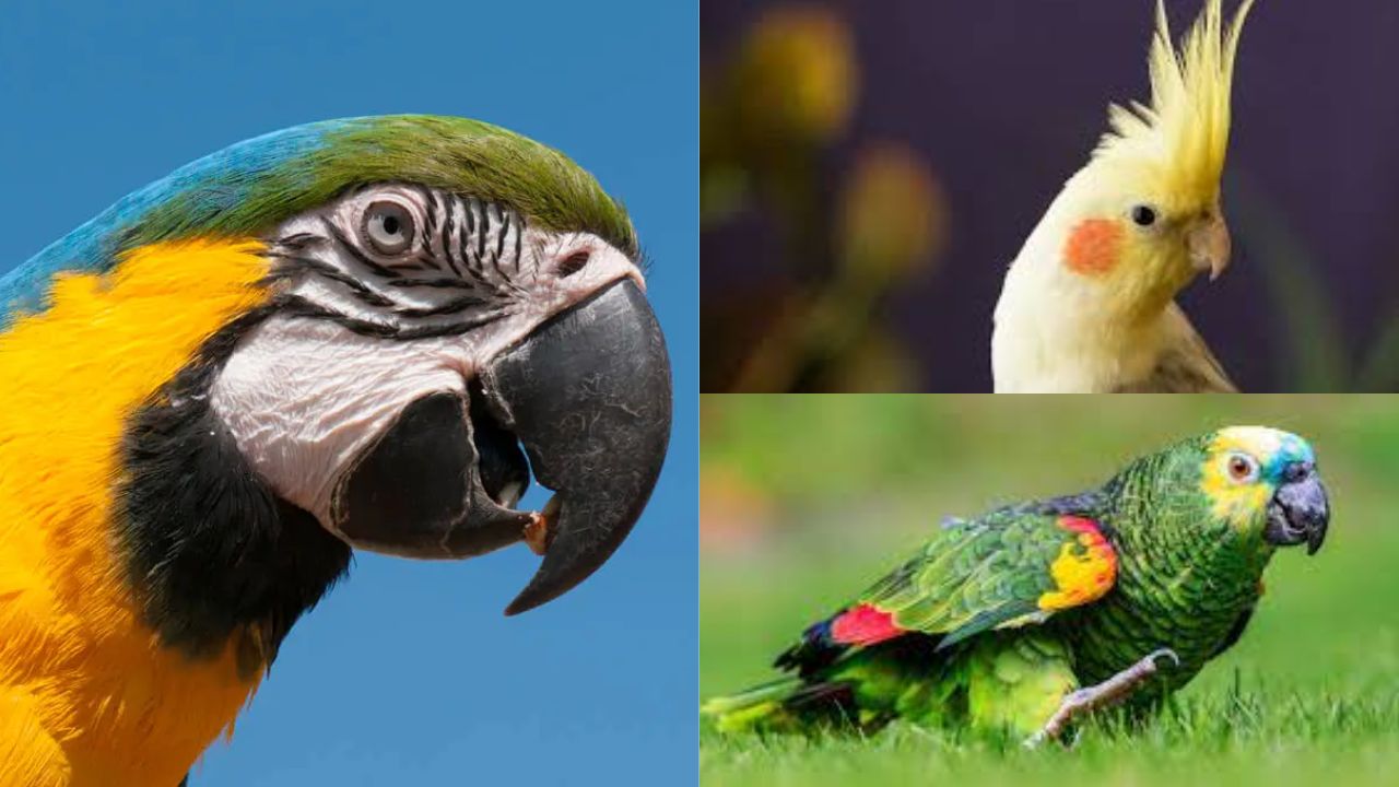Aves Exóticas Permitidas no Brasil