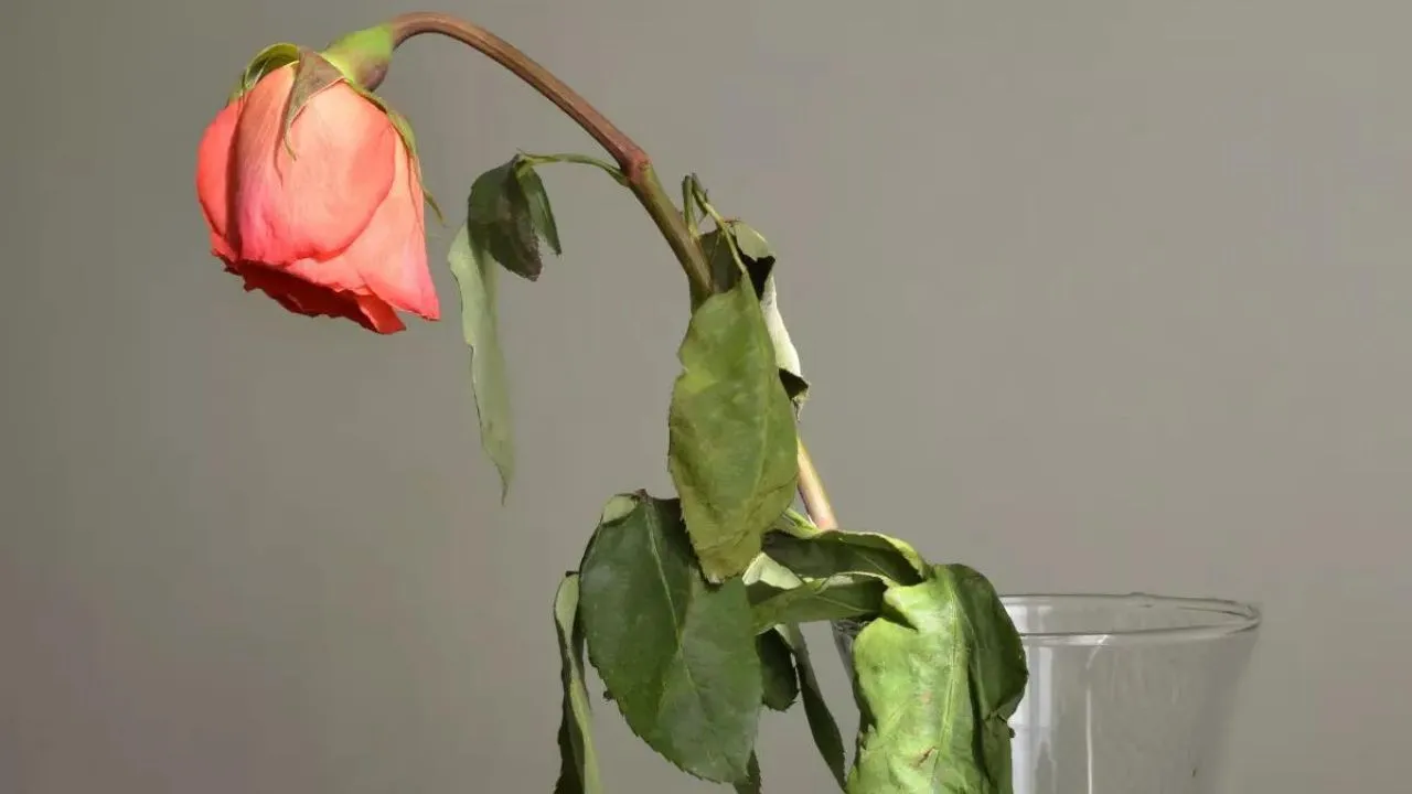 Como Cuidar de Roseiras em Vasos