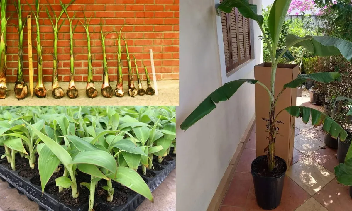 Como Fazer Muda de Banana