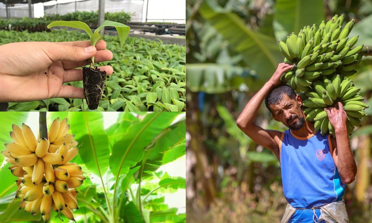 Como Plantar Muda de Banana